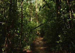 jungle trails near The Laguna